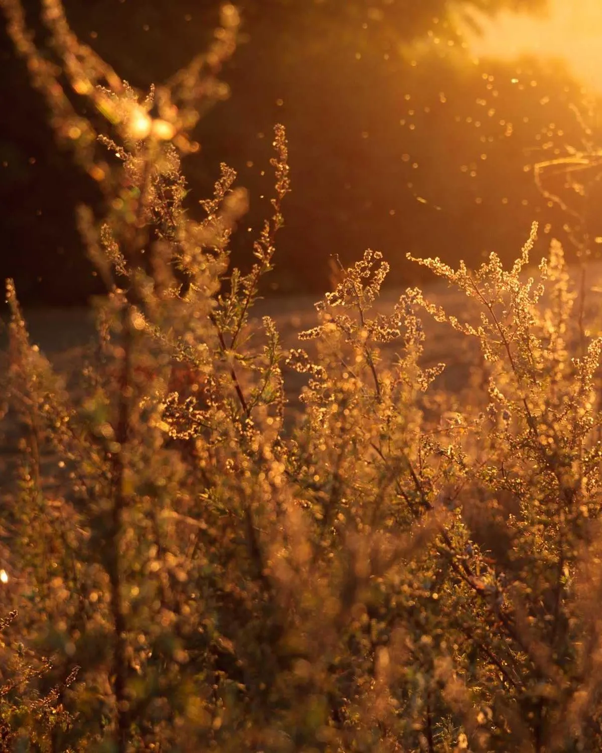 Family portrait, Jaipur